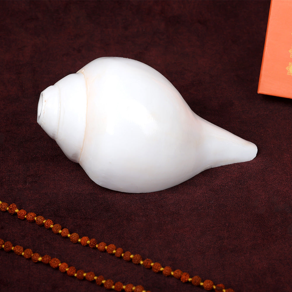 Natural 100% Original Sacred Blowing Shankh 13 cm
