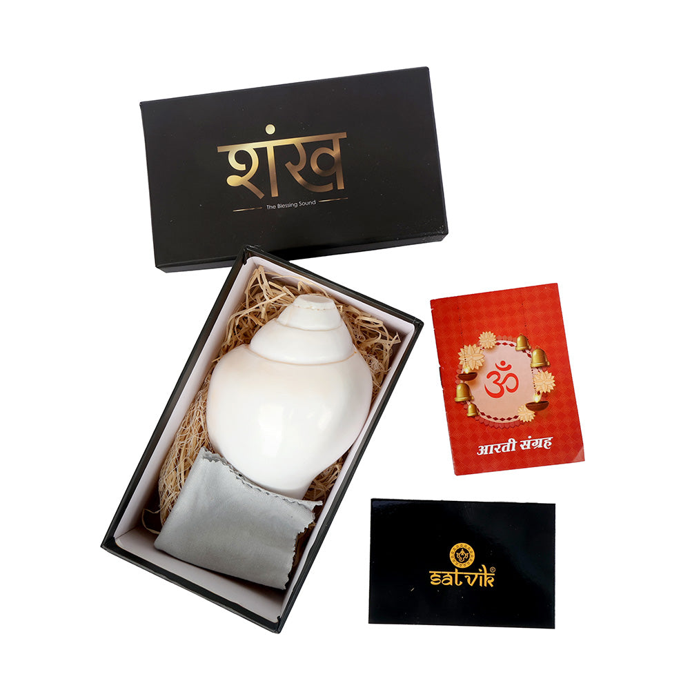 Natural 100% Original Vamavarti Shankha 6.5 Inch