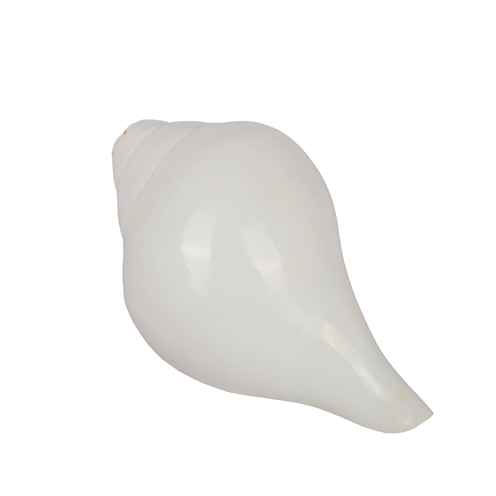 Natural 100% Original Vamavarti Shankha 6.5 Inch