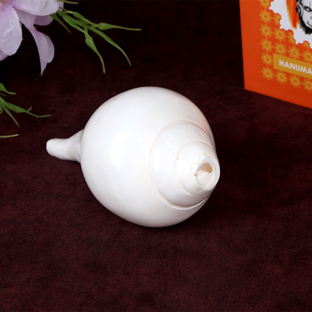 Natural 100% Original Vamavarti Shankha 6.5 Inch