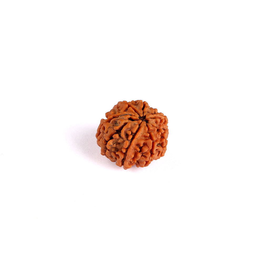 8 Mukhi Rudraksha (Regular)
