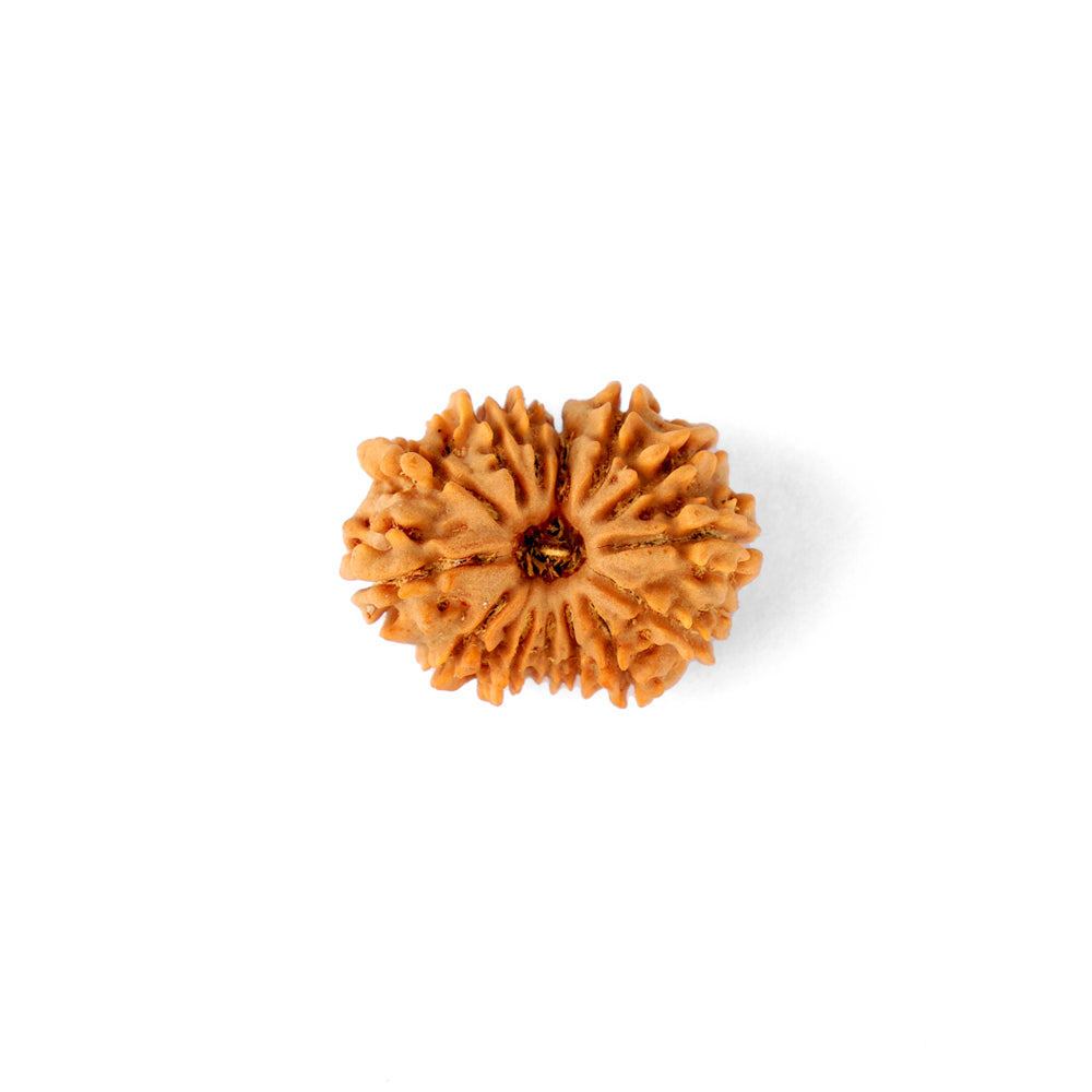 14 Mukhi Rudraksha (26.40mm)