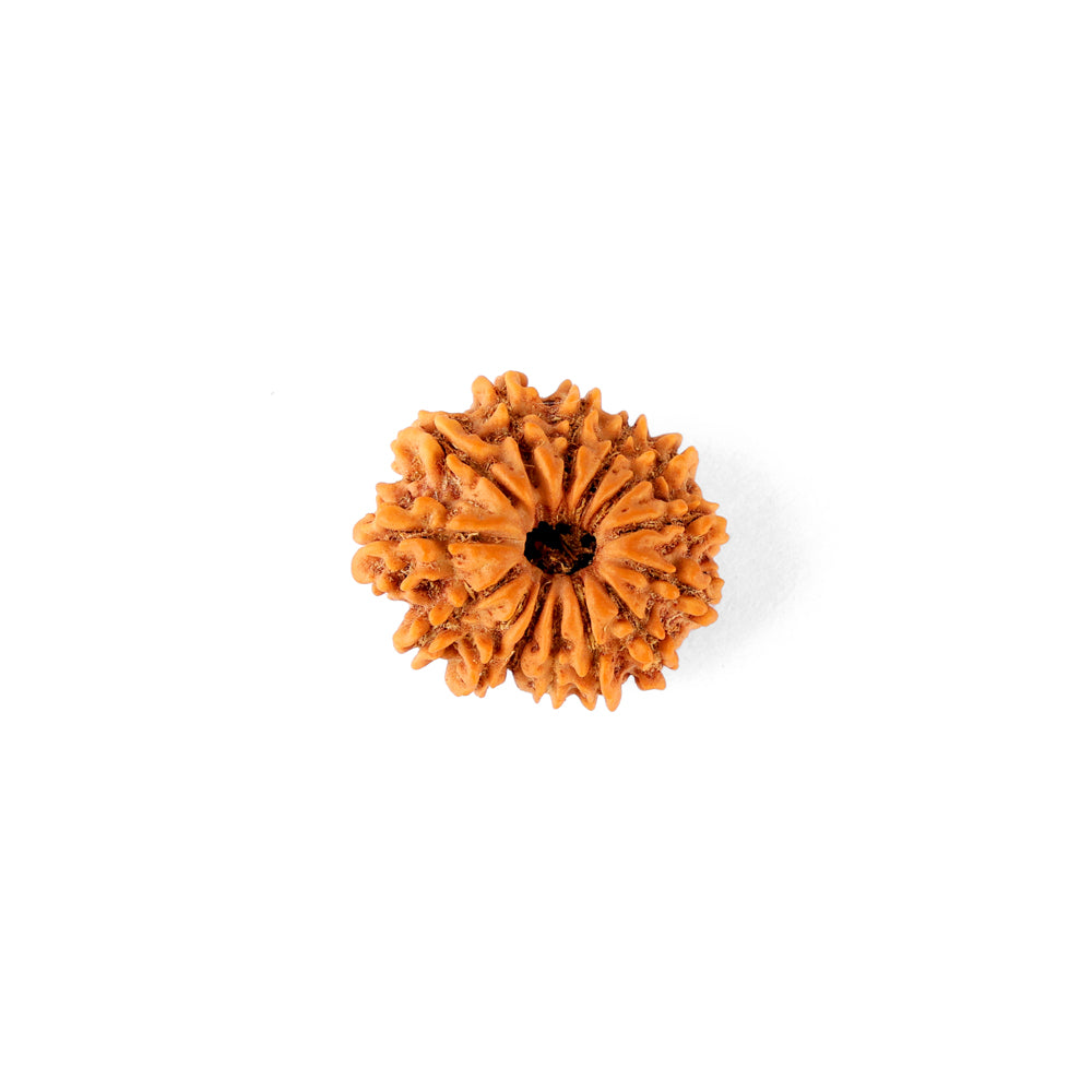 14 Mukhi Rudraksha (21.84mm)