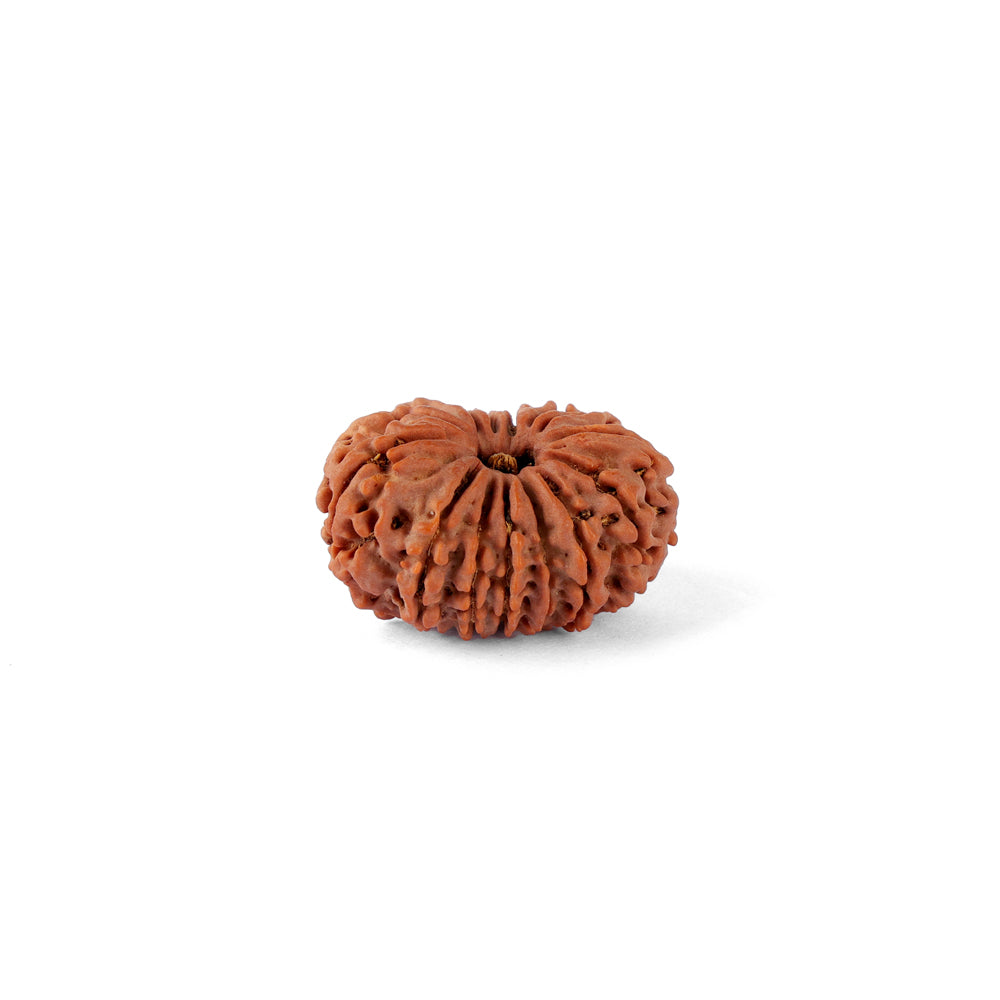 14 Mukhi Rudraksha (29.60mm)