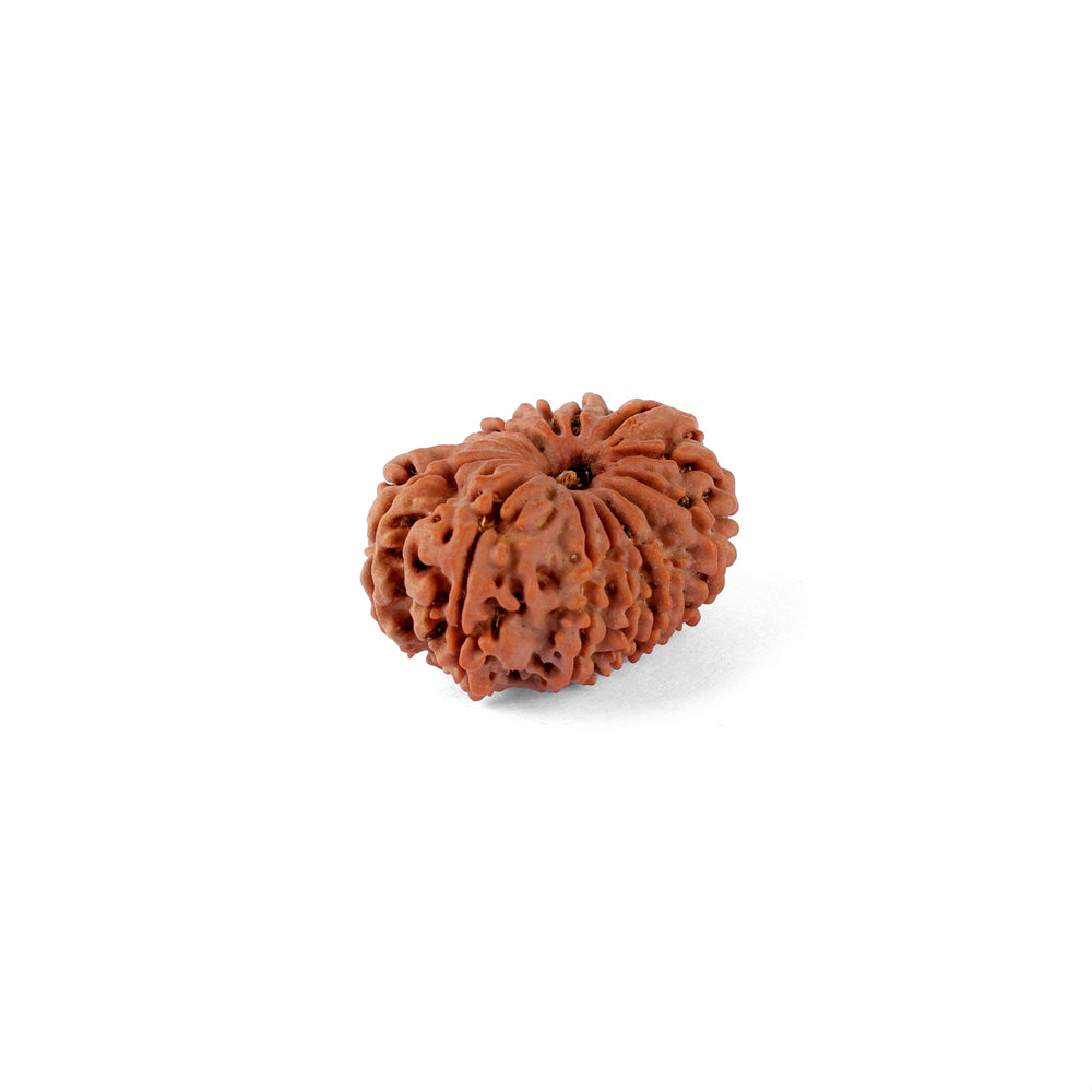 14 Mukhi Rudraksha (29.60mm)