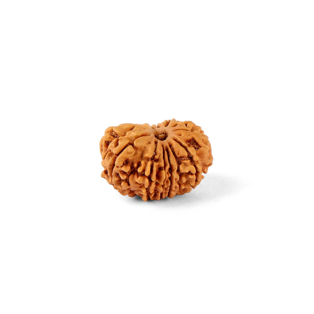 14 Mukhi Rudraksha (23.56mm)