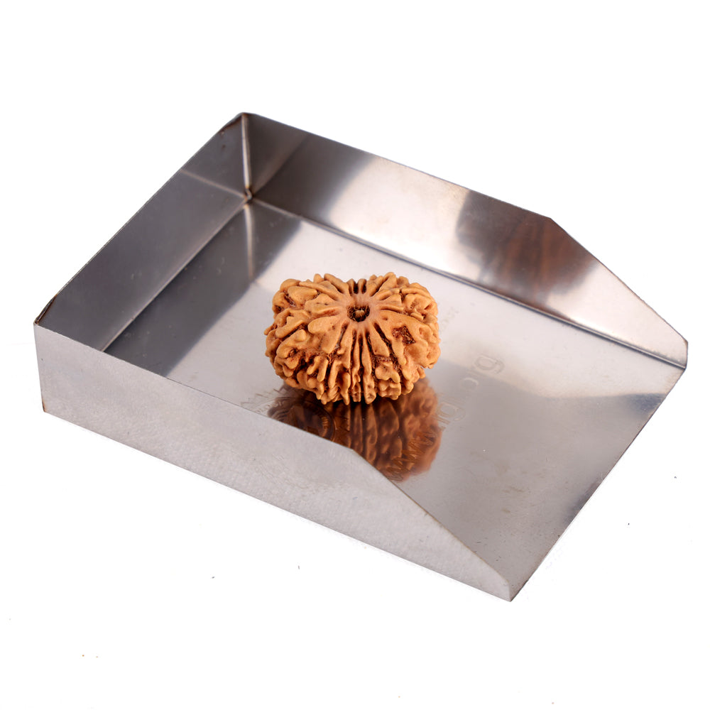 14 Mukhi Rudraksha (23.56mm)