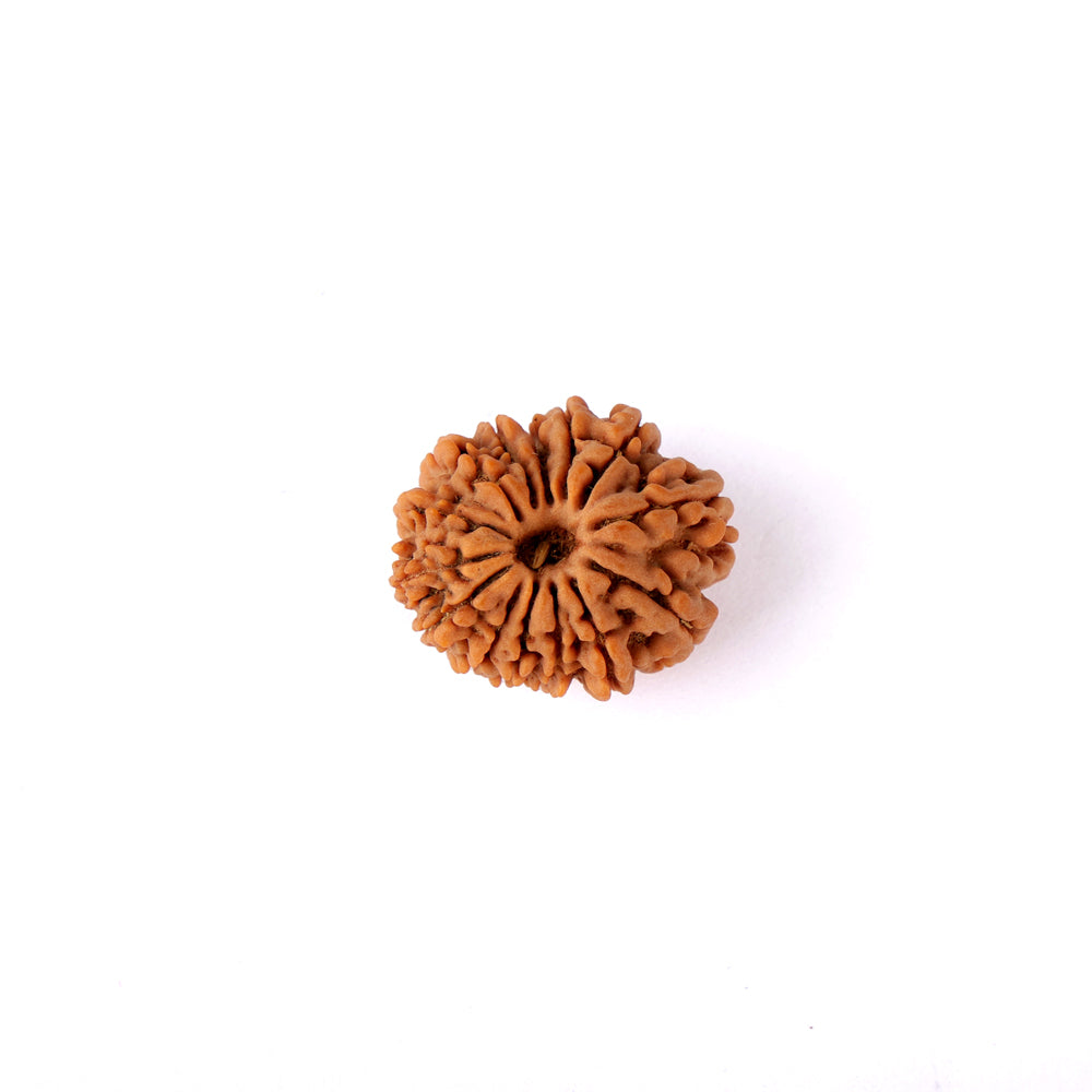 14 Mukhi Rudraksha (24.17mm)