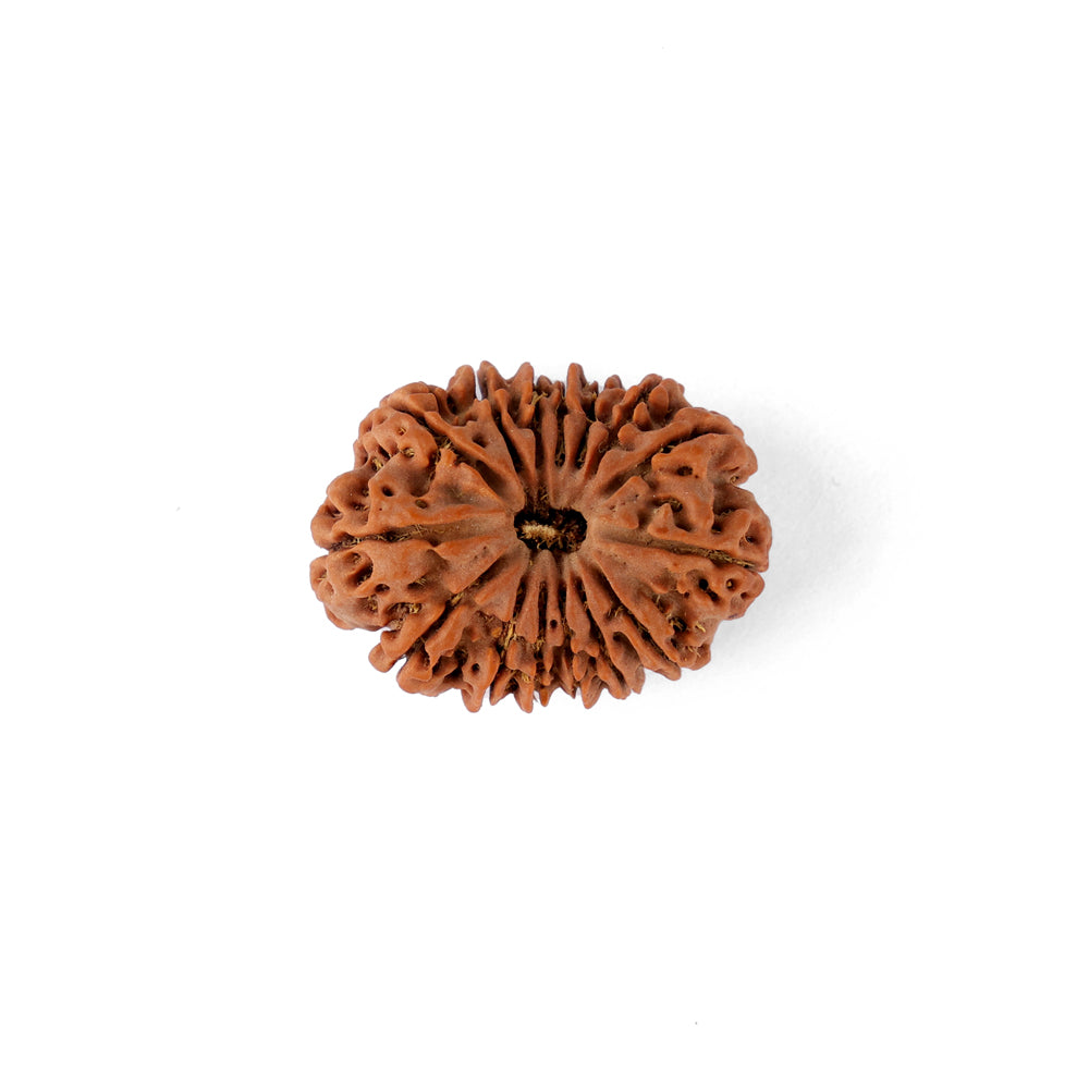 15 Mukhi Rudraksha (27.66mm)