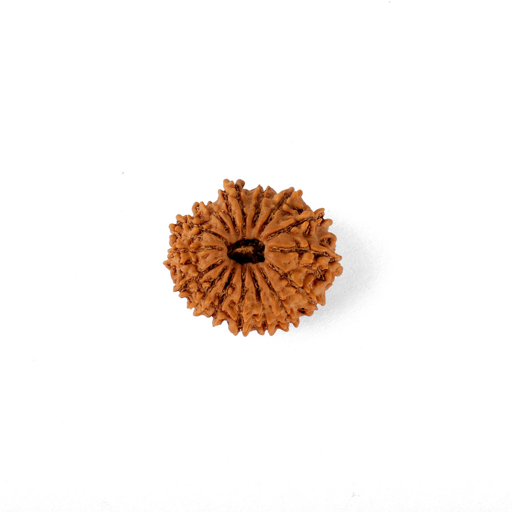 15 Mukhi Rudraksha (22.62mm)