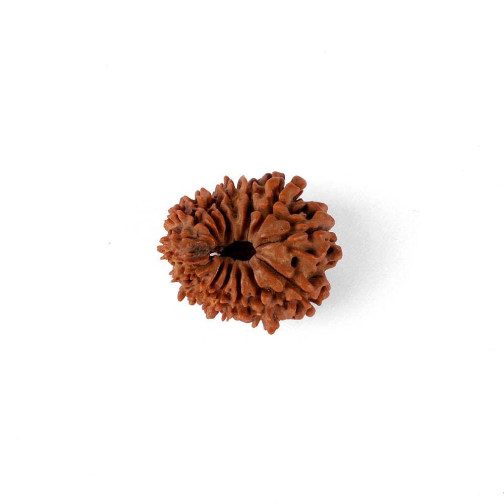 15 Mukhi Rudraksha (25.26mm)