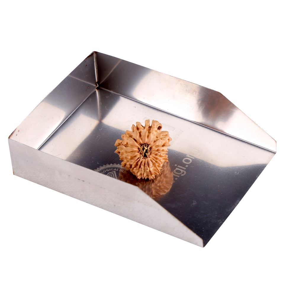 18 Mukhi Rudraksha (20.23mm)