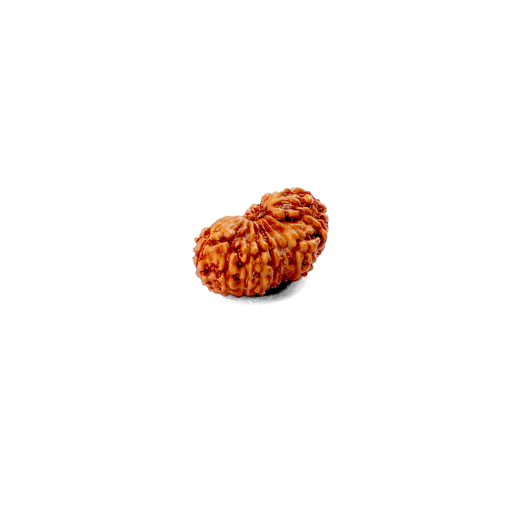 19 Mukhi Rudraksha