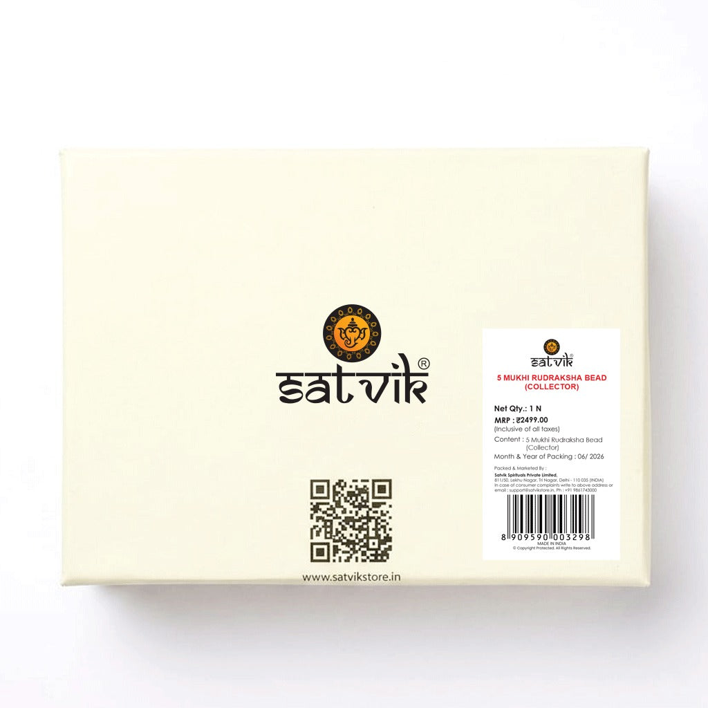 5 Mukhi Rudraksha (Collector)