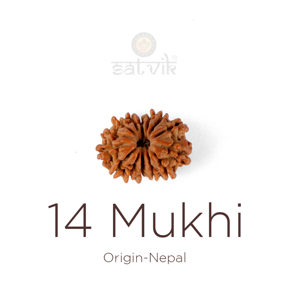 14 Mukhi Rudraksha bead natural Nepali fourteen face Rudraksha. India’s Premium Rudraksha Beads Brand - www.satvikstore.in