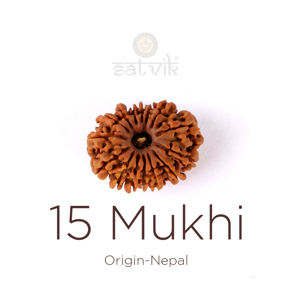 15 Mukhi Rudraksha bead natural Nepali fifteen face Rudraksha. India’s Premium Rudraksha Beads Brand - www.satvikstore.in