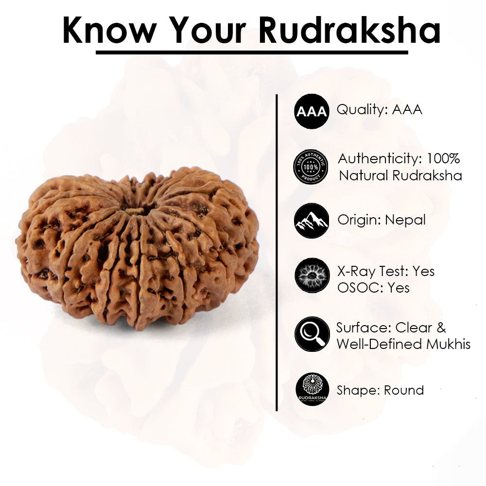 14 Mukhi Rudraksha (33.10mm)