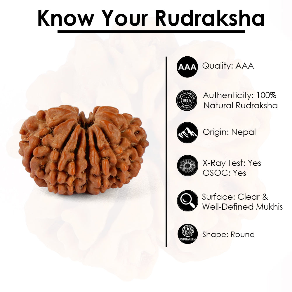 14 Mukhi Rudraksha (21.82mm)