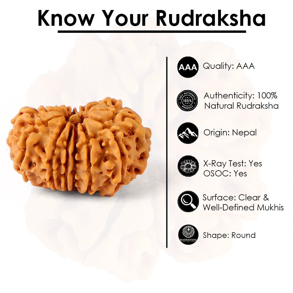 14 Mukhi Rudraksha (23.69mm)
