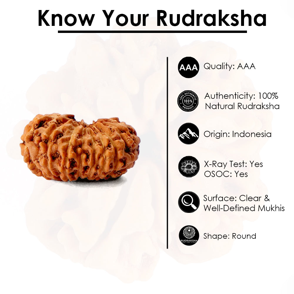 16 Mukhi Rudraksha