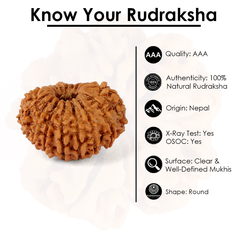 15 Mukhi Rudraksha (22.62mm)