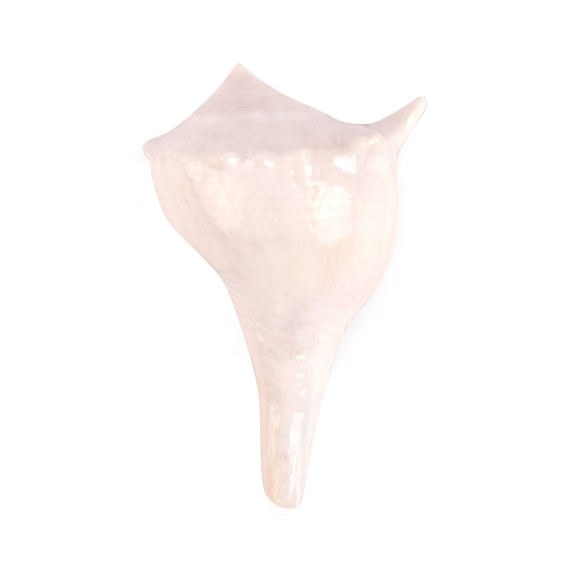 7.5cm Regular Dakshinavarti Shankh (Conch Shell) Assorted