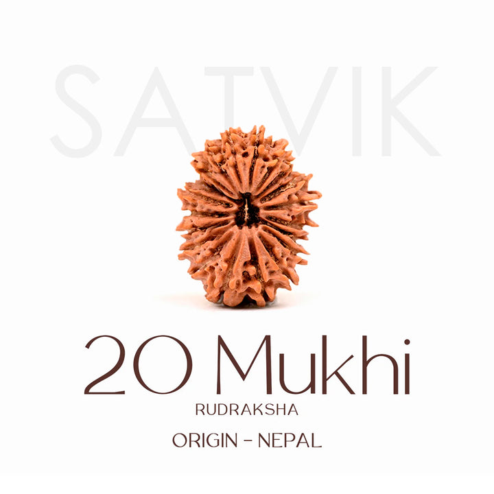 Certified 20 Mukhi Rudraksha Bead – Nepali origin sacred bead representing Lord Brahma, promotes wisdom, creativity, and higher spiritual growth. India’s Largest Brass Idols Brand - www.satvikstore.in