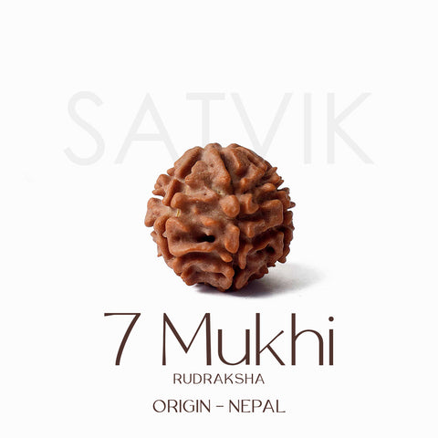 Certified 7 Mukhi natural brown Rudraksha bead placed on red background for attracting wealth, healing Saturn dosha, and spiritual prosperity. Indiaβs Largest Pooja Accessories Brand - www.satvikstore.in