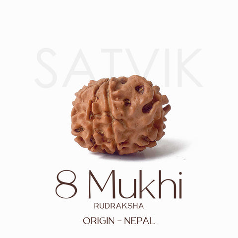 Certified 8 Mukhi Rudraksha bead in natural brown color from Indo origin placed on red cloth for success, clarity, and spiritual protection. Indiaβs Largest Pooja Accessories Brand - www.satvikstore.in
