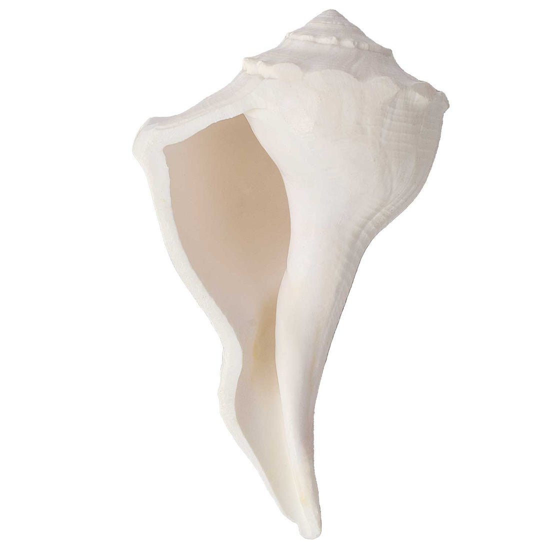 Natural 100% Original Dakshinavarti Shankh (Conch Shell) 10–11 cm