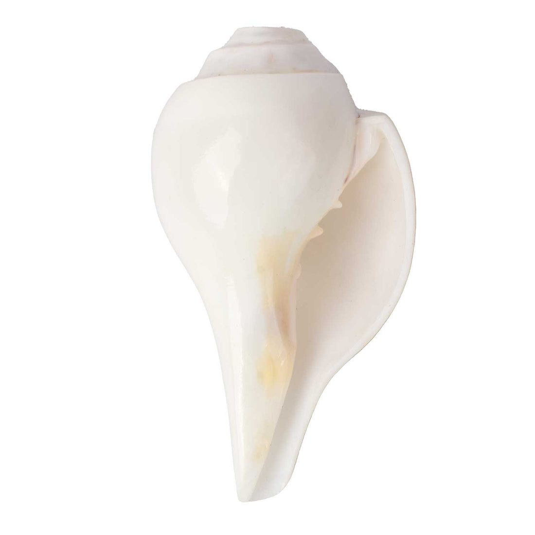 Natural 100% Original Vamavarti Shankha 12 cm