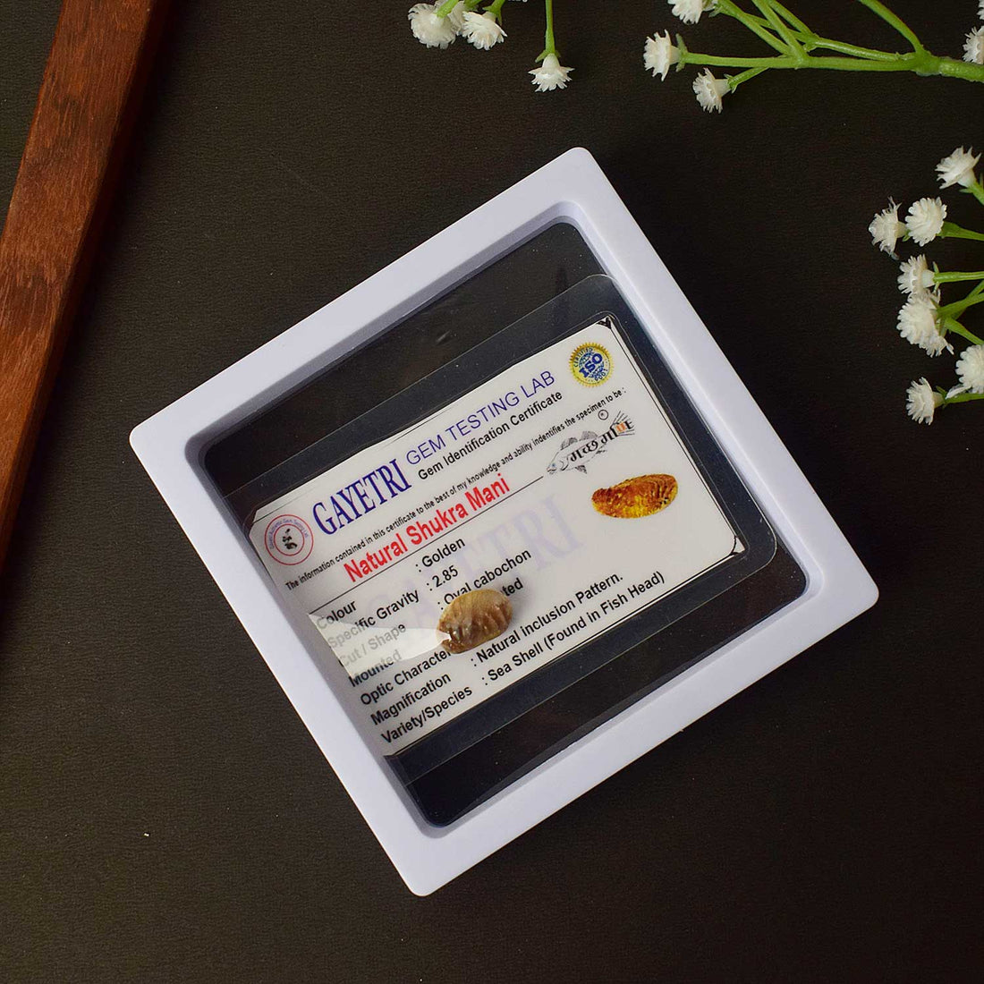 Certified Natural Shukra Mani (Machh Mani) in Golden Finish for Venus Blessings