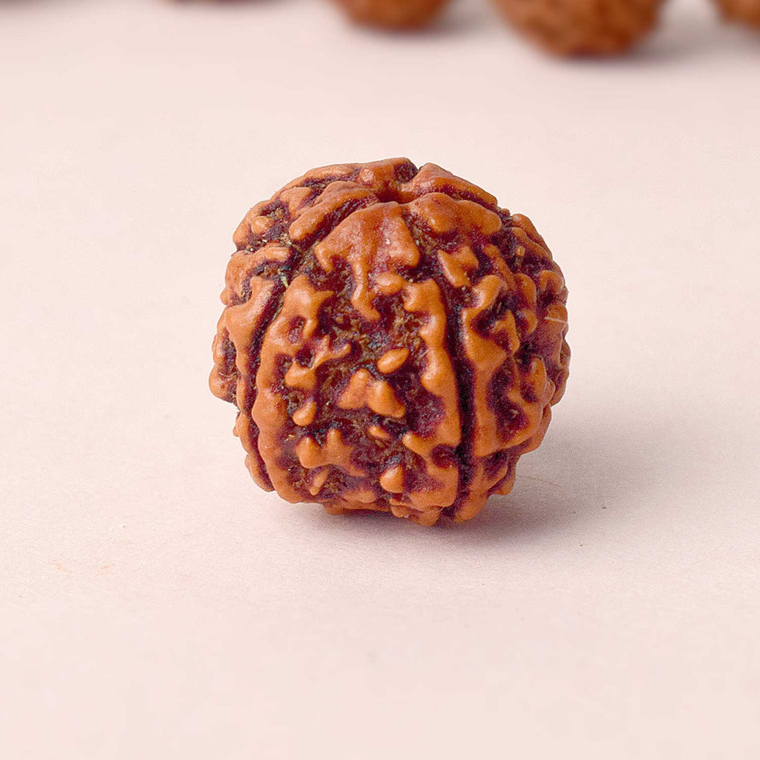 5 Mukhi Rudraksha (Collector)
