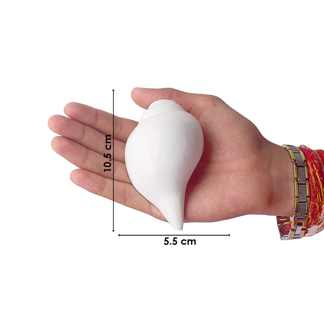 Natural 100% Original Vamavarti Shankha 10–11 cm