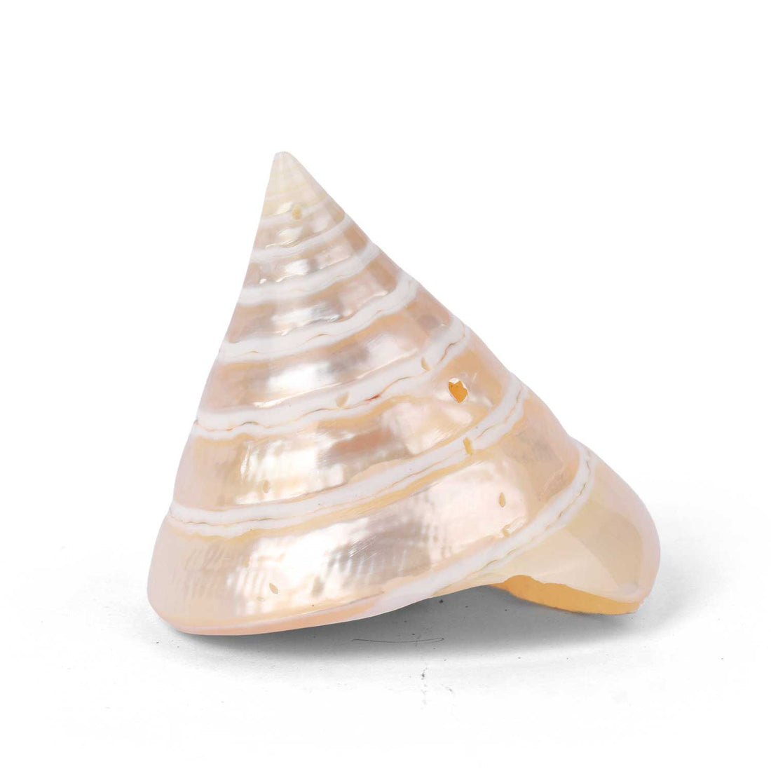 Moti Shankh (Pearl Trochus) – Purity, Peace & Pooja Blessings
