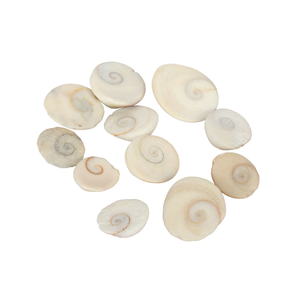 Premium Gomti Chakra
