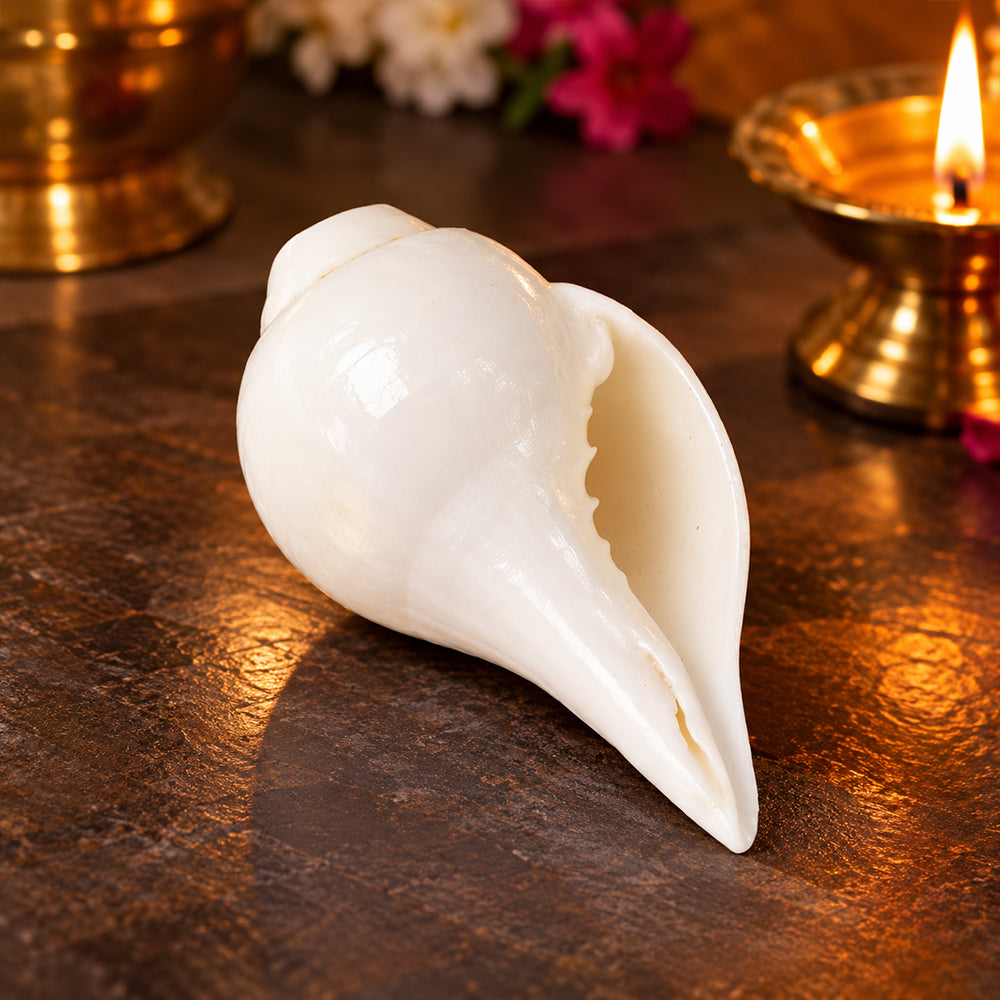 Natural 100% Original Vamavarti Shankha 5 Inch