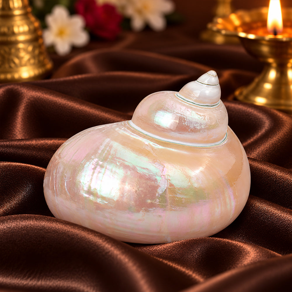 9cm Moti Shape Shankh (Turbo marmoratus) – Peace & Prosperity