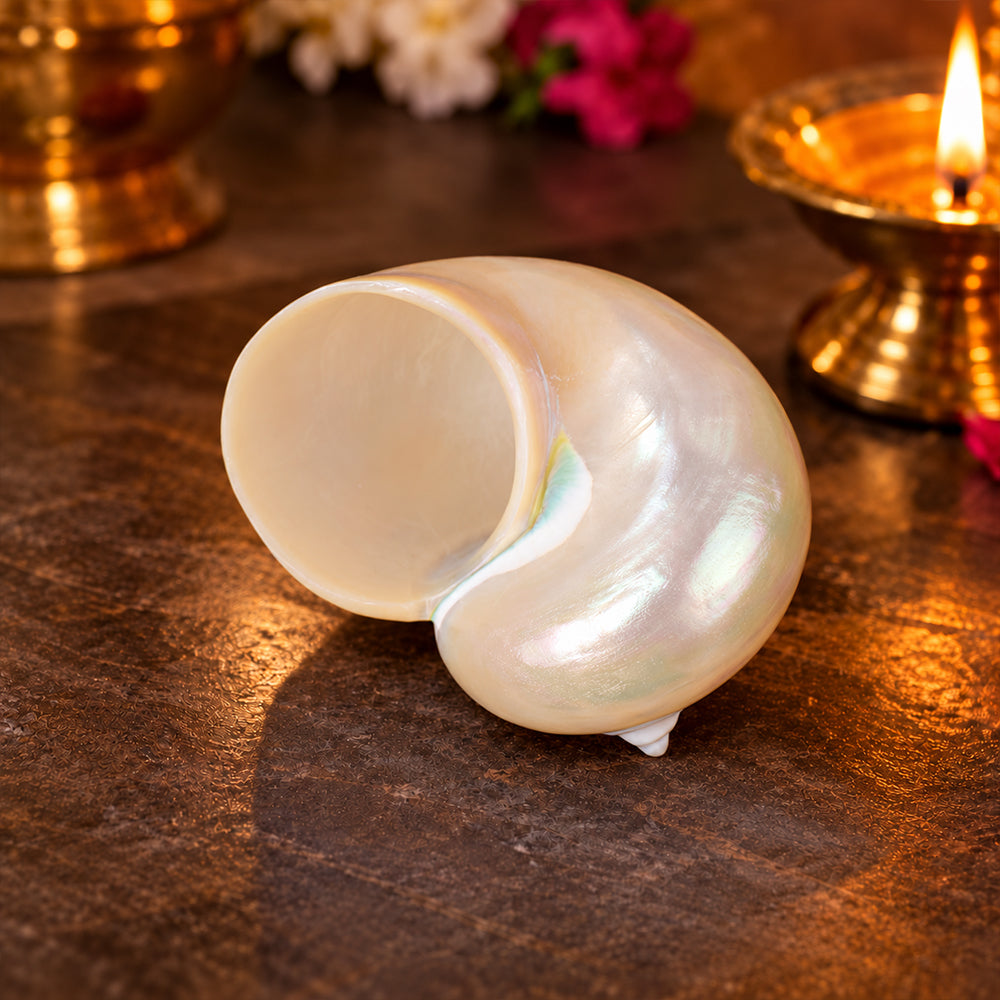 9cm Moti Shape Shankh (Turbo marmoratus) – Peace & Prosperity