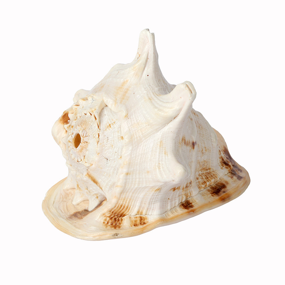 Gomukhi Shankha (Queen Helmet) – Divine Aura for Serenity, Strength & Spiritual Grace