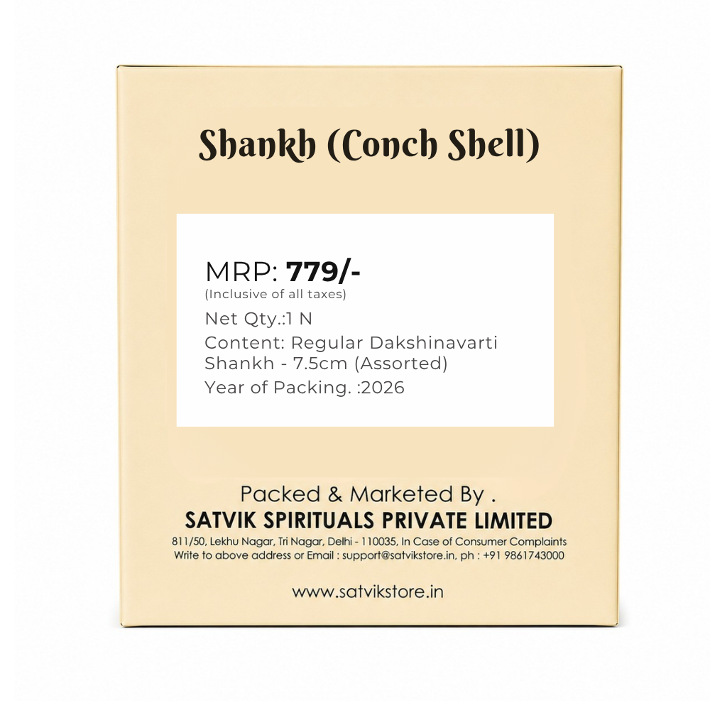 7.5cm Regular Dakshinavarti Shankh (Conch Shell) Assorted
