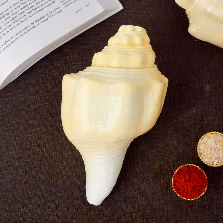 Debadutta Shankh (Conch Shell) for purity and divine blessings – India’s Largest Pooja Accessories Brand – www.satvikstore.in