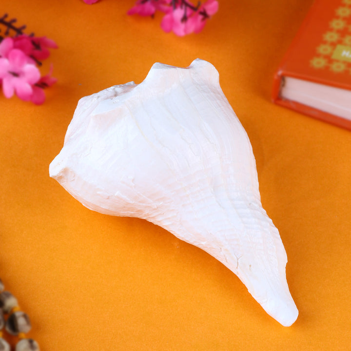 Authentic Dakshinavarti Shankh (Conch Shell) 10cm, a sacred right-handed conch symbolizing wealth, prosperity, and divine blessings, ideal for pooja and spiritual practices. 
India’s Largest Pooja Accessories Brand – www.satvikstore.in