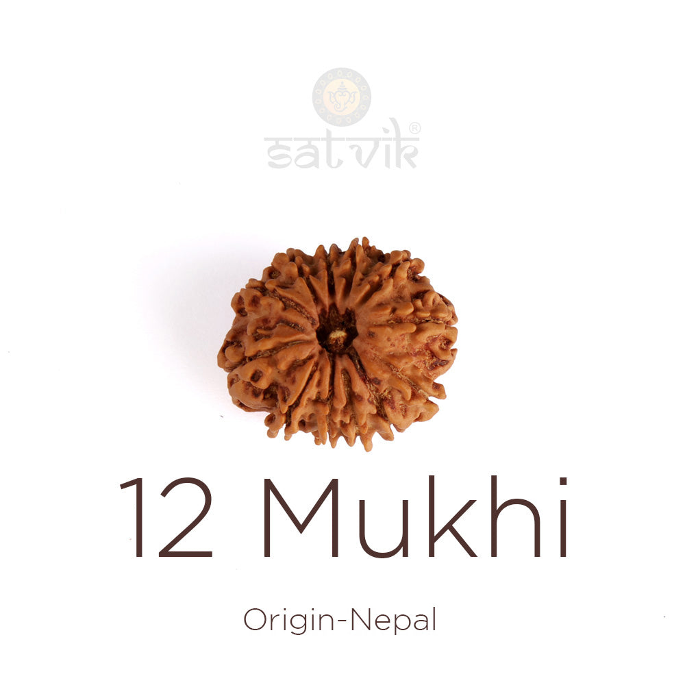 12 Mukhi Rudraksha: Activate Leadership, Confidence & Solar Power