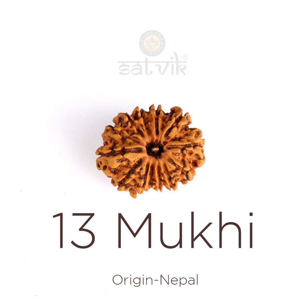 13 Mukhi Rudraksha: Meaning, Benefits, Authenticity & Complete Wearing Guide
