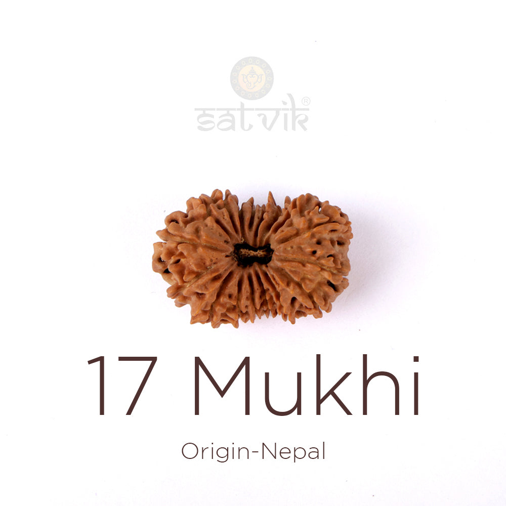 17 Mukhi Rudraksha: The Sacred Bead of Wealth, Success & Divine Manifestation