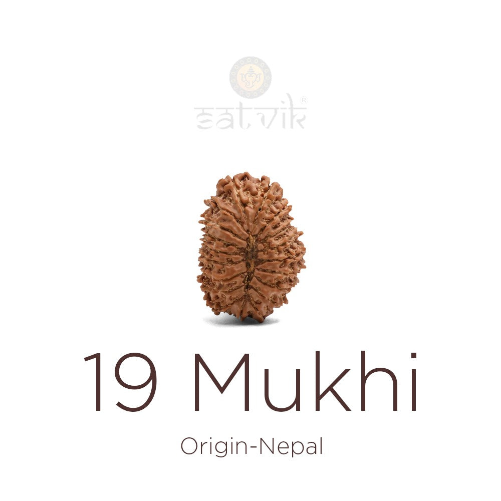 19 Mukhi Rudraksha: Complete Guide to Benefits, Significance & How to Wear It