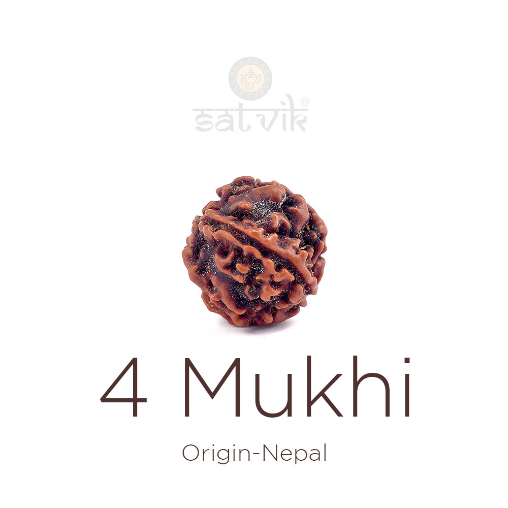 4 Mukhi Rudraksha: Meaning, Benefits, Spiritual Significance & How to Wear