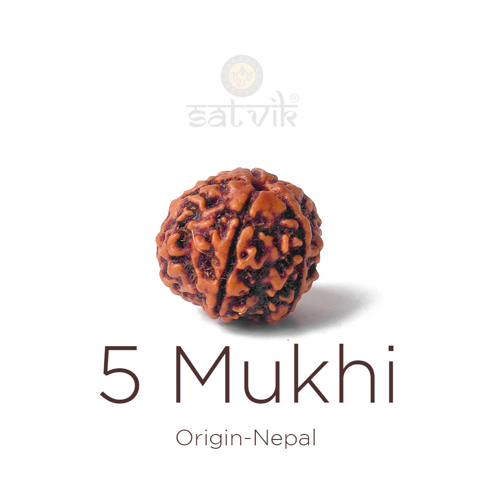 5 Mukhi Rudraksha: Meaning, Benefits, Spiritual Significance & How to Wear