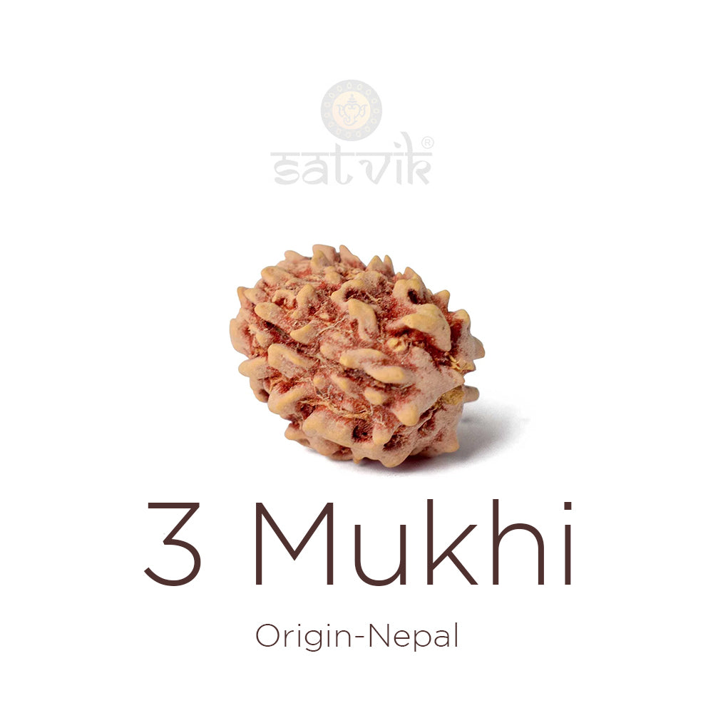 3 Mukhi Rudraksha: Meaning, Benefits, Spiritual Significance & How to Wear